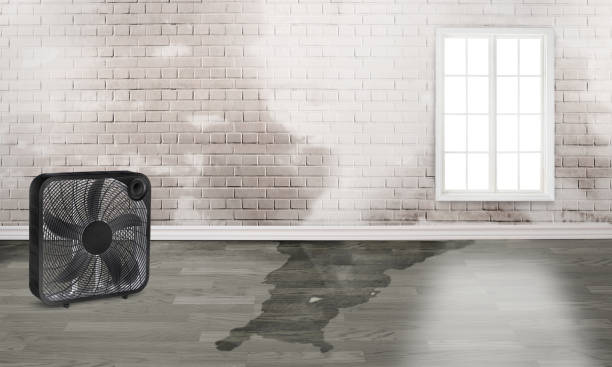 Best Fire Damage Restoration  in Trenton, IL