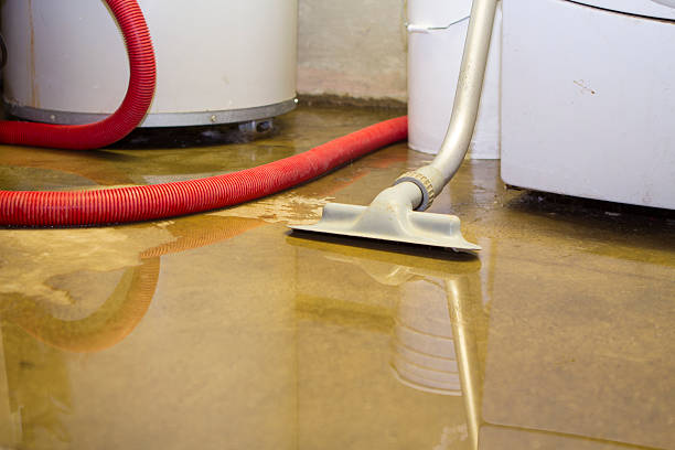 Best Mold removal after water damage  in Trenton, IL