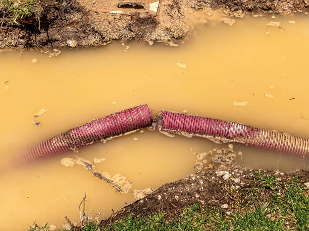 Best Mold removal after water damage  in Trenton, IL
